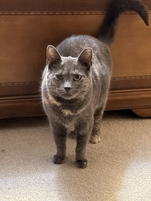 Pawla