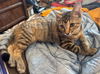 adoptable Cat in Fairless Hills, PA named Cleocatra