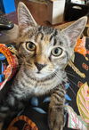 adoptable Cat in Fairless Hills, PA named Amadeus Meowzart