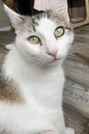 adoptable Cat in Fairless Hills, PA named Danica Airabelle