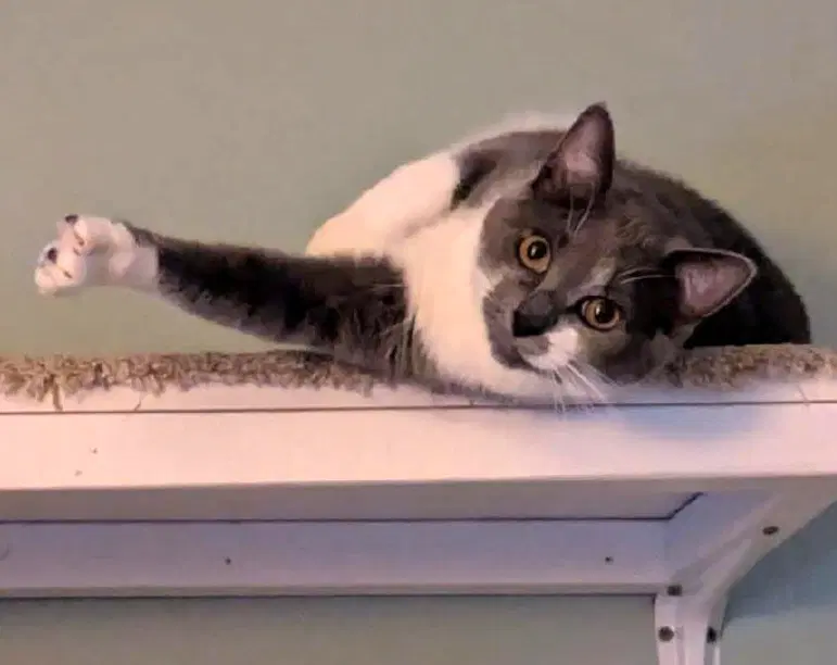 Rella - Domestic Short Hair