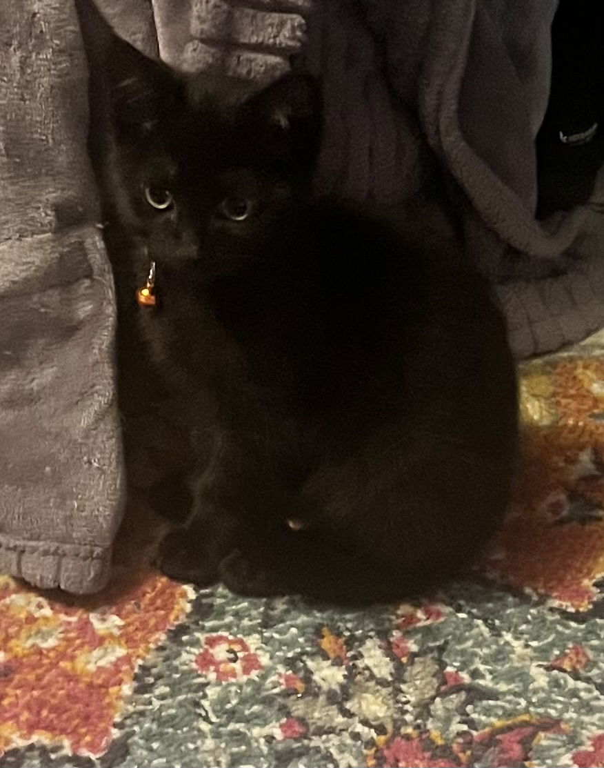 adoptable Cat in Trenton, NJ named Beeatrix