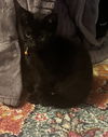 adoptable Cat in  named Beeatrix