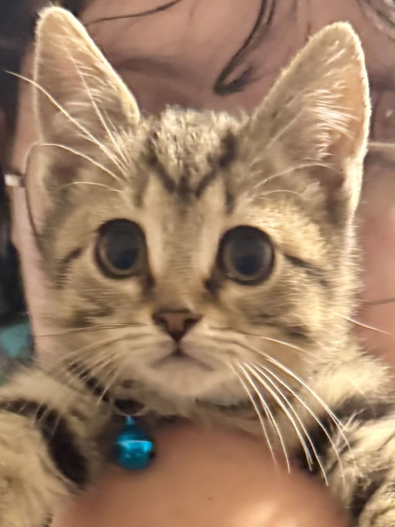 adoptable Cat in Trenton, NJ named Franck