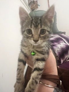 adoptable Cat in Trenton, NJ named Millee