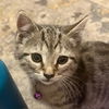 adoptable Cat in  named Olah