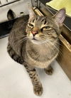 adoptable Cat in fairless hills, PA named Jinnie