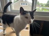 adoptable Cat in fairless hills, PA named Rose