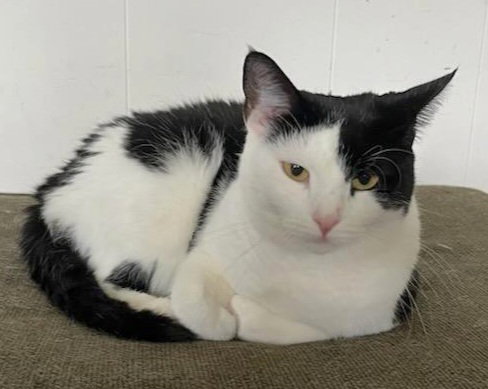 ROSE - Domestic Short Hair available for adoption