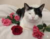 Rose - Photo 1