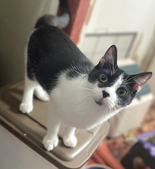 picture of the cat needing adoption