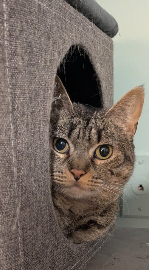 NIKA RANDALL - Domestic Short Hair available for adoption
