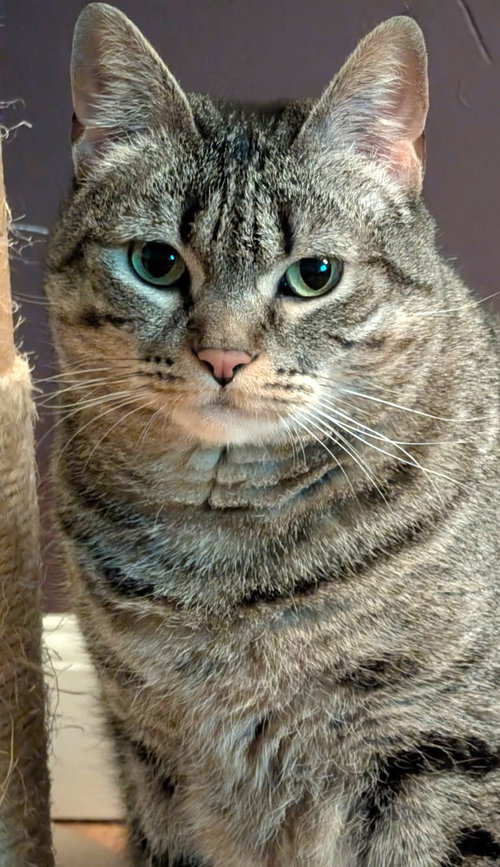 NIKA RANDALL - Domestic Short Hair available for adoption