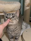 adoptable Cat in , NJ named Azzi  Randall