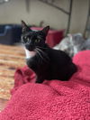 adoptable Cat in Fairless Hills, PA named Carissa