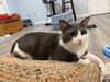 adoptable Cat in fairless hills, PA named Rocky