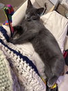Sugar BI - Photo 3
