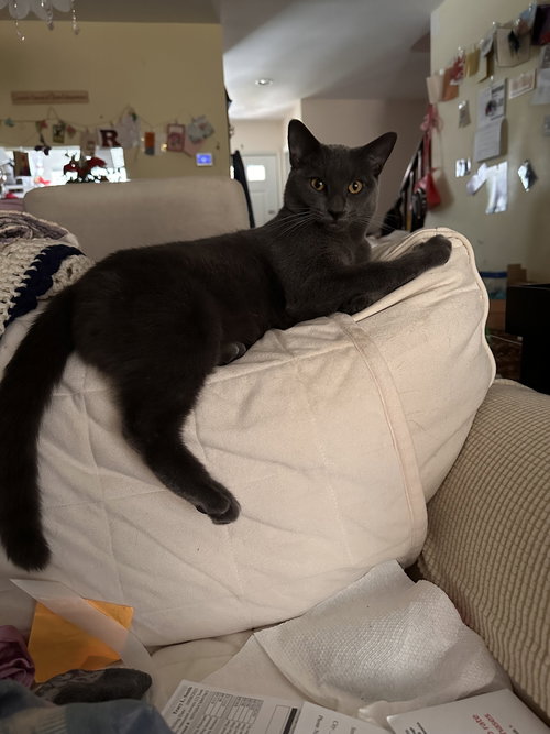 SUGAR BI - Domestic Short Hair available for adoption