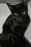 adoptable Cat in , NJ named Barcelona