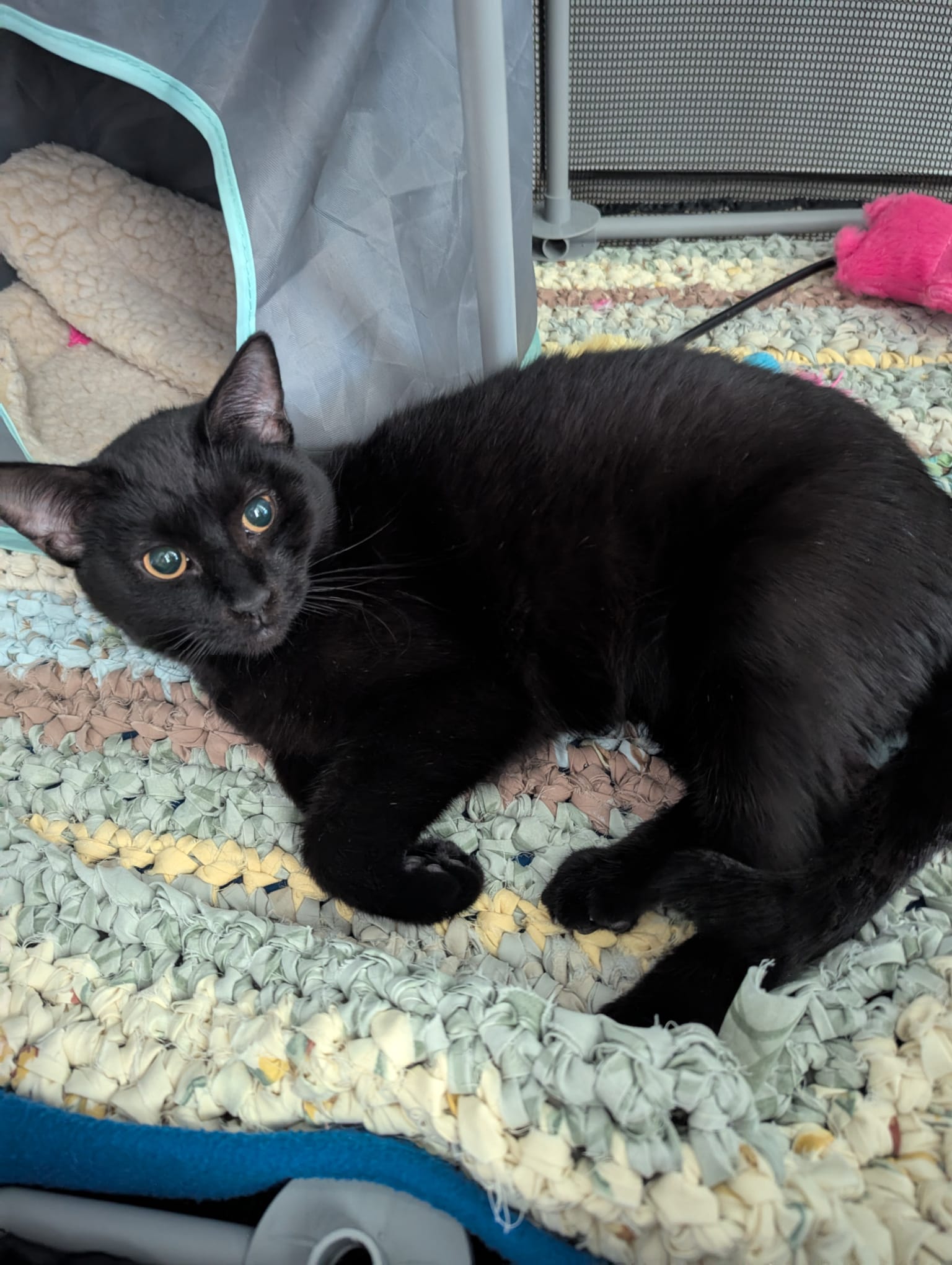 adoptable Cat in Fairless Hills, PA named Shea Grey