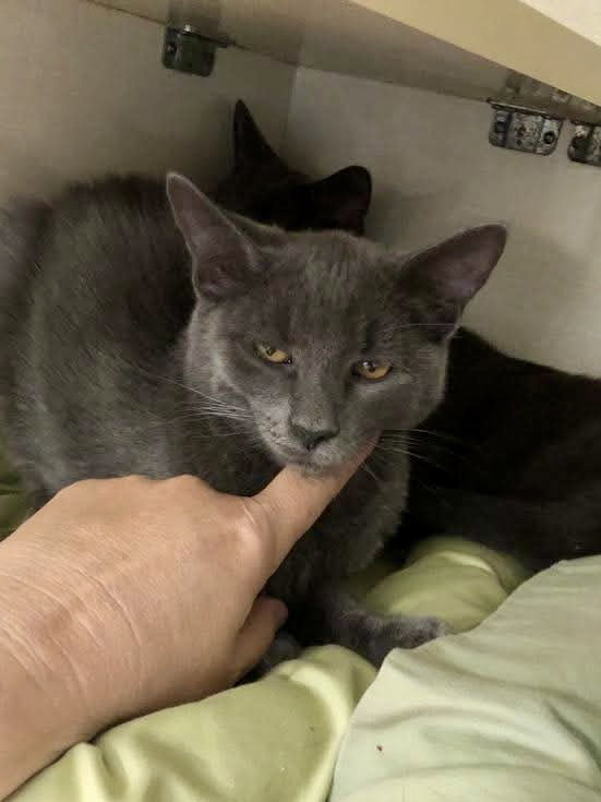 Lovey Grey (male)
