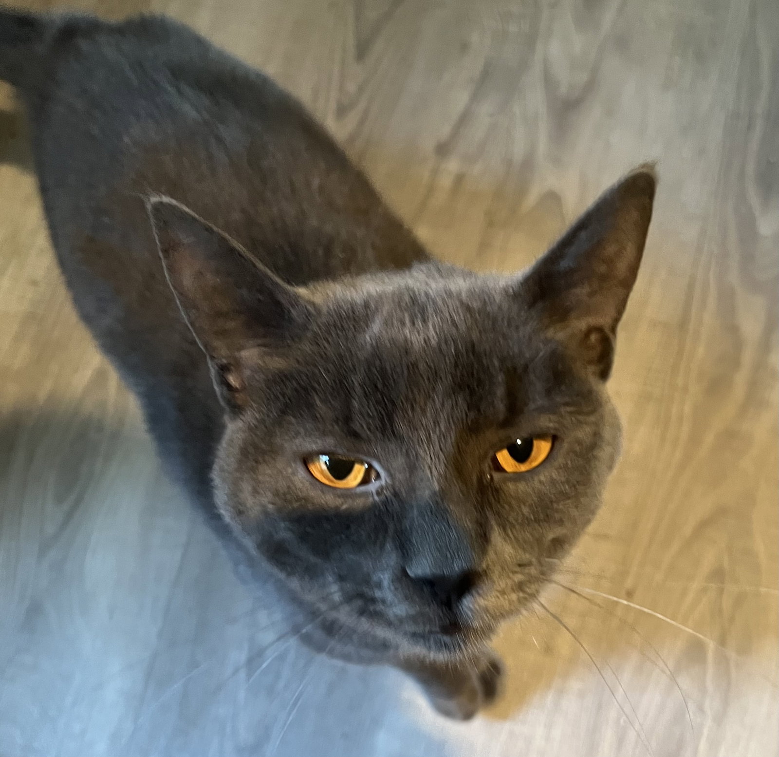 Lovey Grey (male)