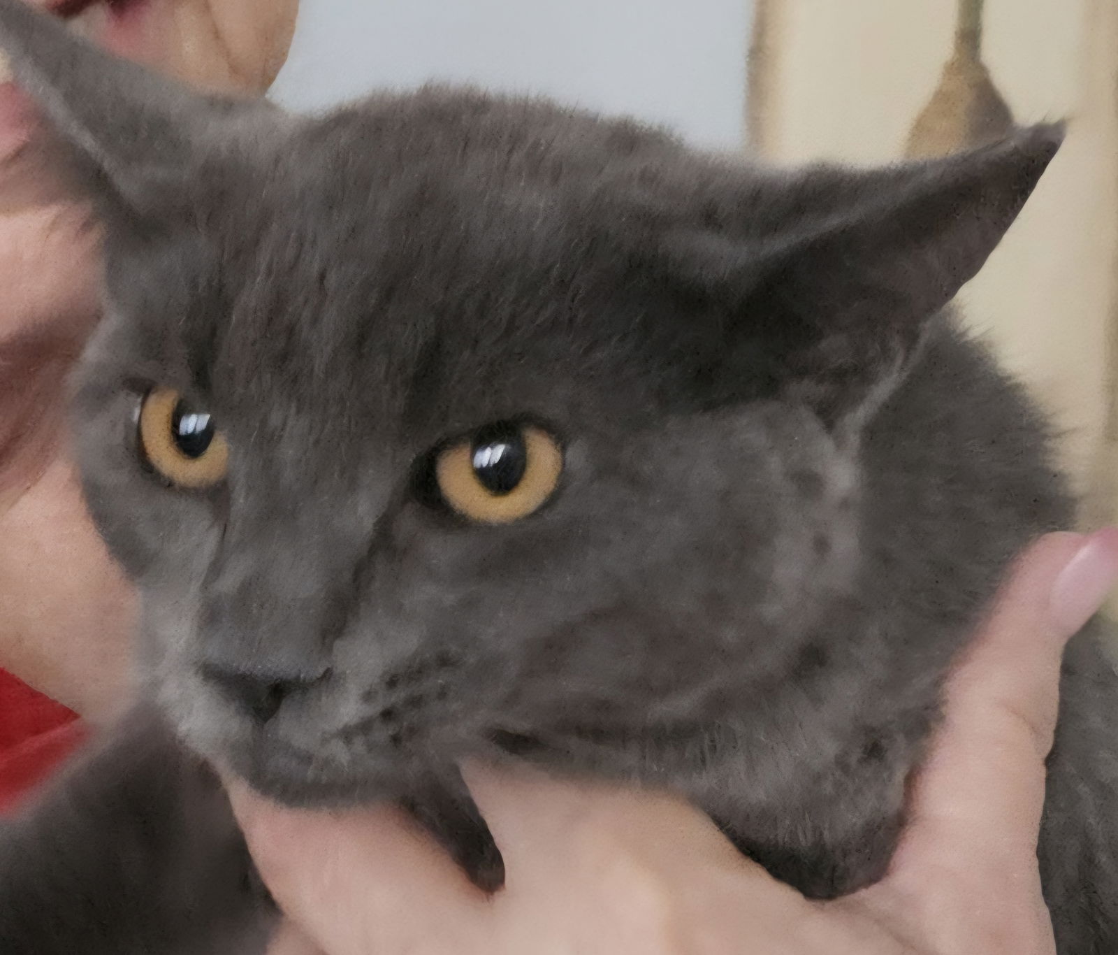 adoptable Cat in Fairless Hills, PA named Sonja Grey