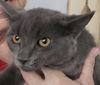 adoptable Cat in fairless hills, PA named Sonja Grey
