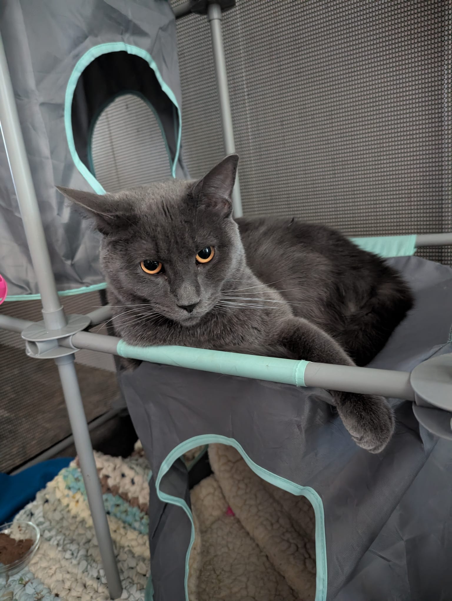 adoptable Cat in Fairless Hills, PA named Spice Grey