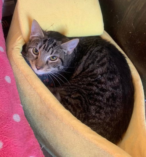 CHAD BROWN - Domestic Short Hair available for adoption