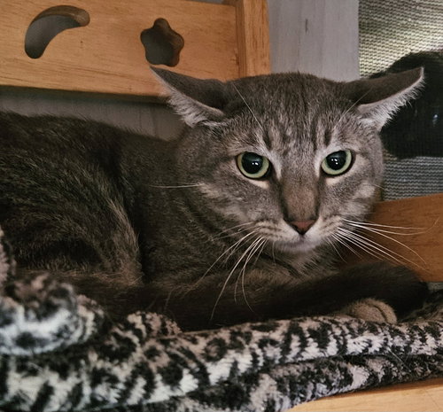 CHAD BROWN - Domestic Short Hair available for adoption