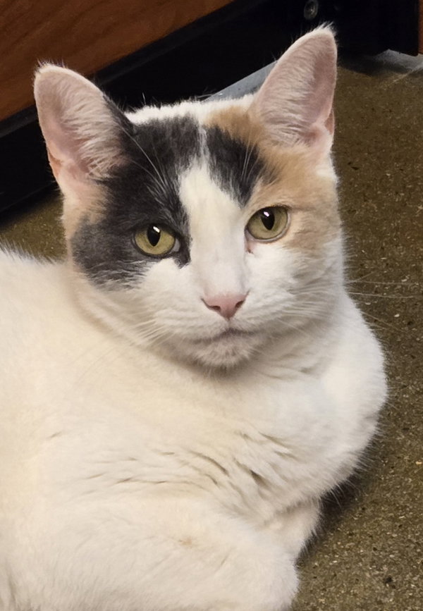 Lulu