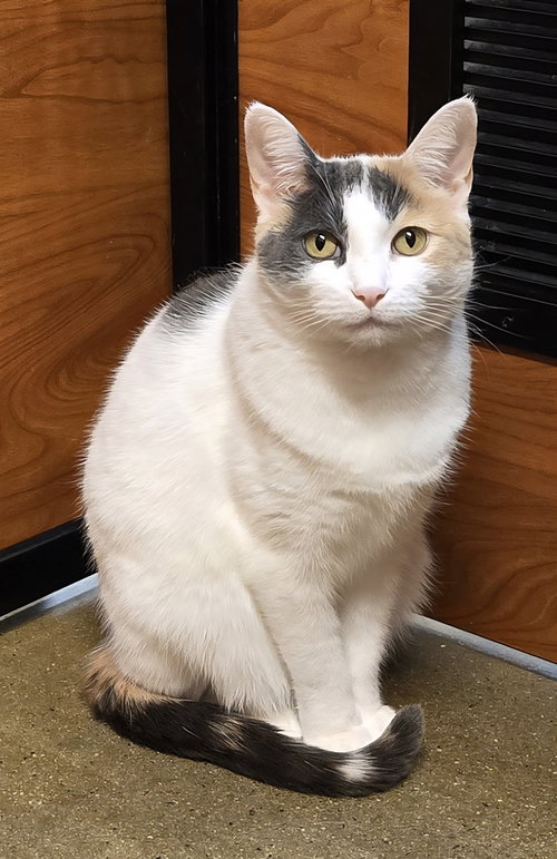 LULU - Domestic Short Hair available for adoption