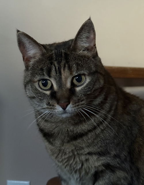 animal-image