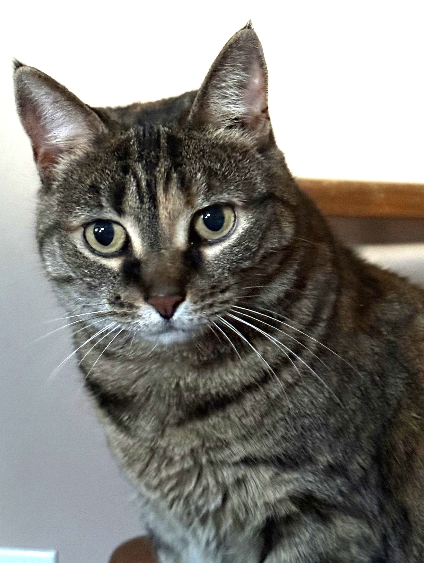 adoptable Cat in Trenton, NJ named Misty