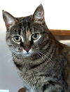 adoptable Cat in  named Misty