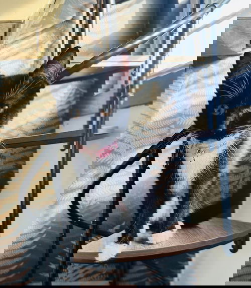 animal-image