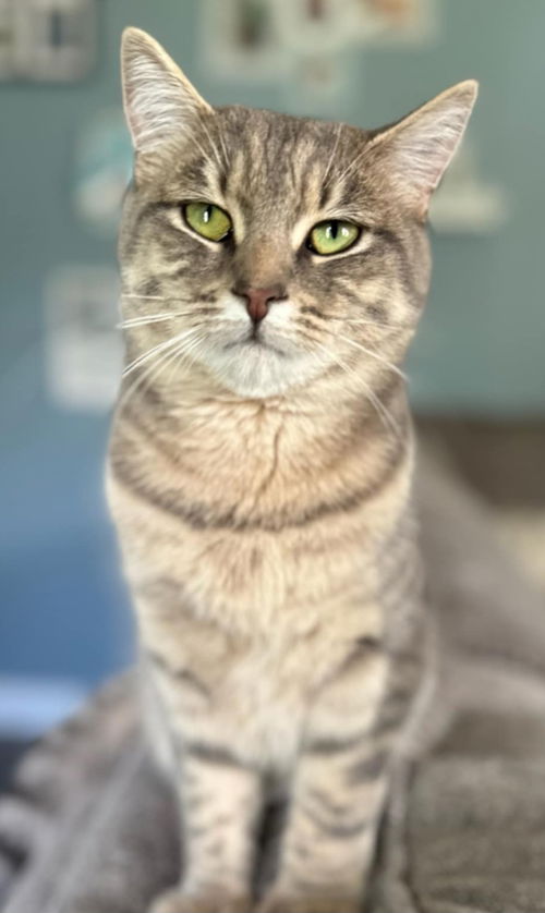 animal-image