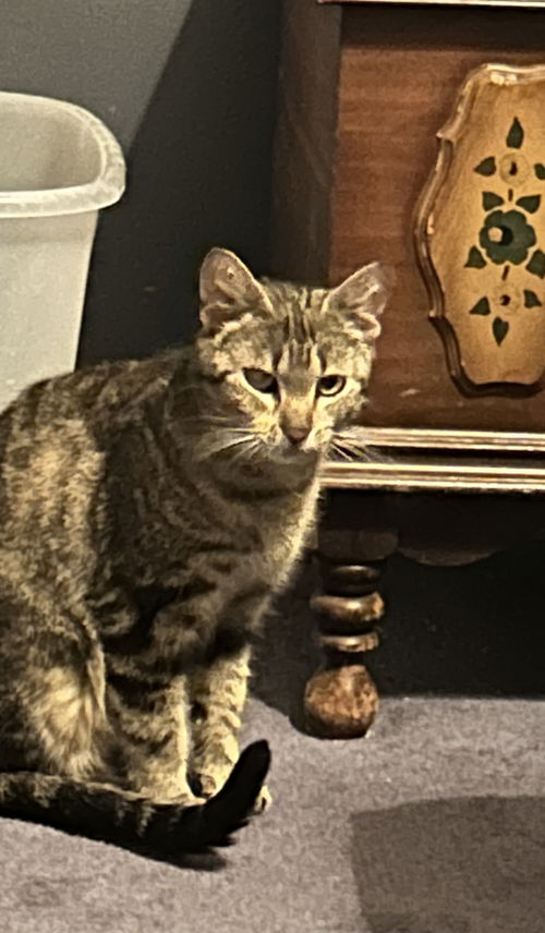 animal-image