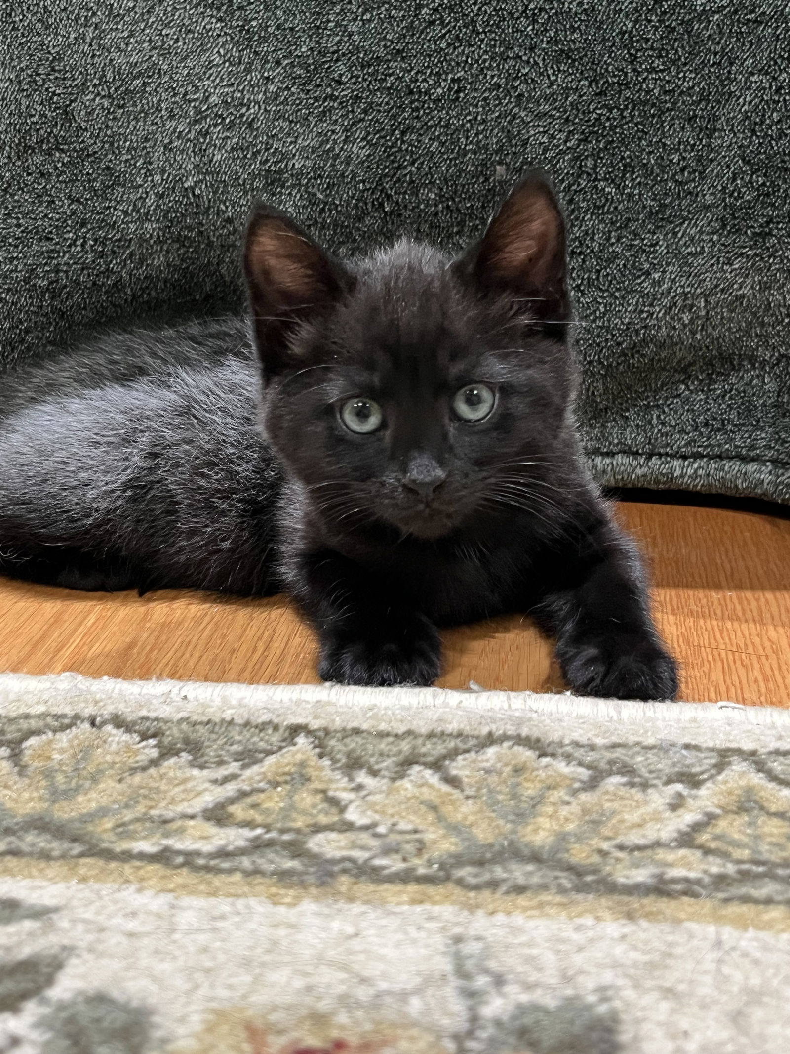 adoptable Cat in Pennington, NJ named Paddington (FIV+)