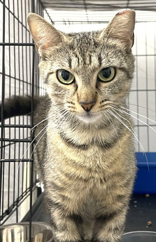 picture of the cat needing adoption