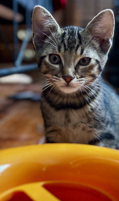 animal-image