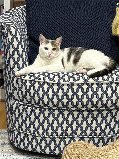 BEAUTY D-O - Domestic Short Hair available for adoption