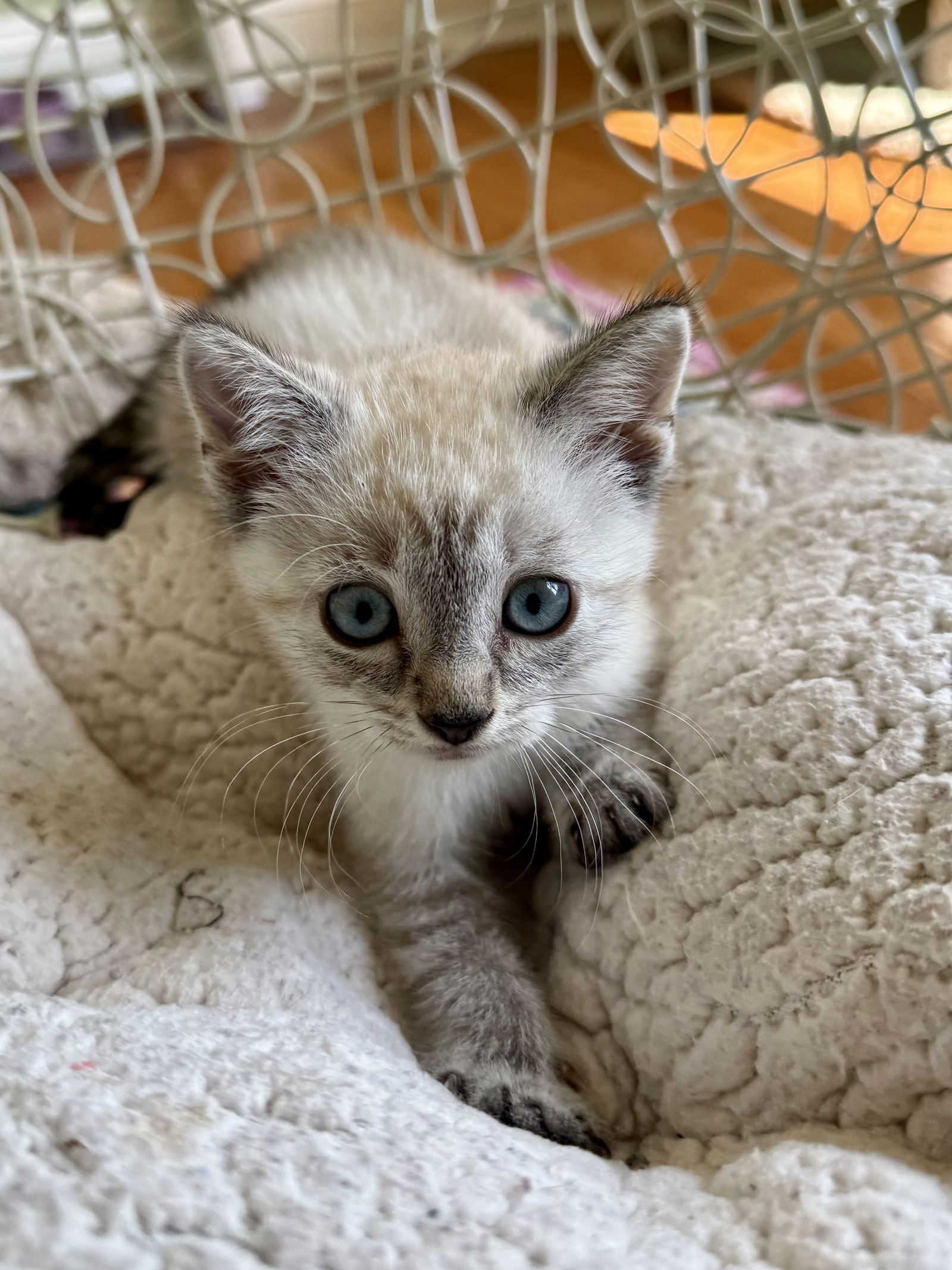 adoptable Cat in Trenton, NJ named Polar Bear
