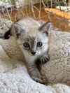 adoptable Cat in  named Polar Bear