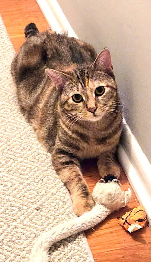 RAQUEL - Domestic Short Hair available for adoption