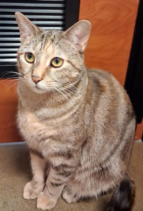 Raquel, Adult Domestic Short Hair (short coat), cat for adoption in Linden, New Jersey