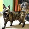 adoptable Cat in fairless hills, PA named Jhene