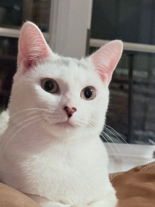 STACEY - Domestic Short Hair available for adoption