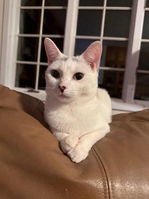 STACEY - Domestic Short Hair available for adoption